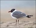 _2SB4552 laughing gull in breeding plumage